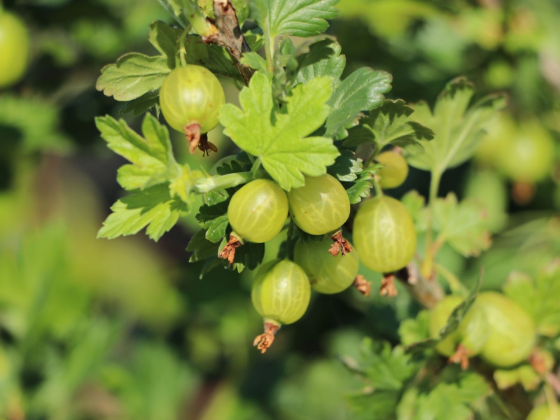 Egreš biely ´Mucurines´ Stromčekový, kont. 5l
