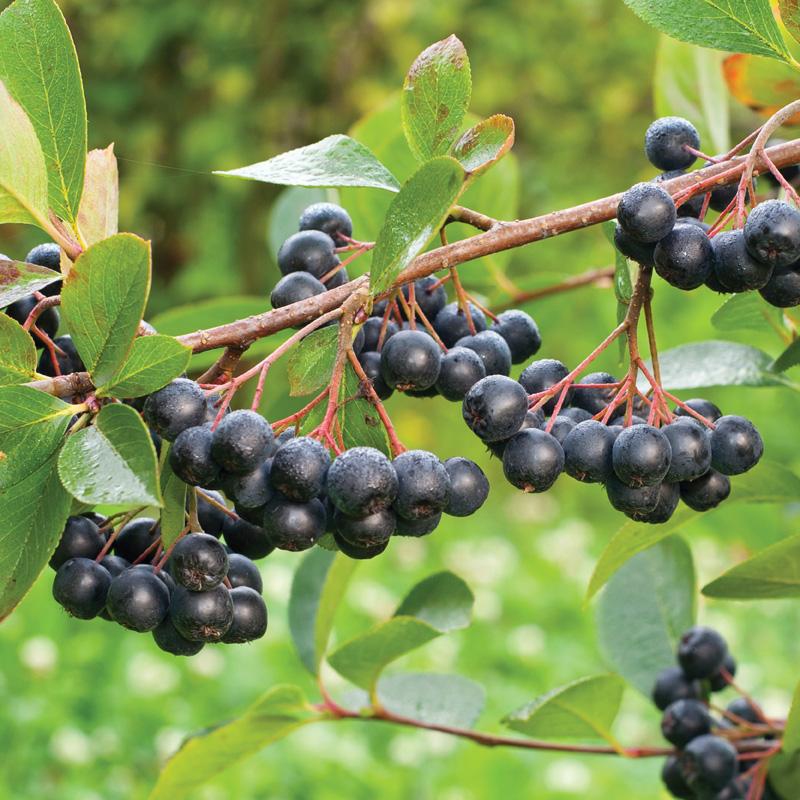 Aronia ´Hugin´