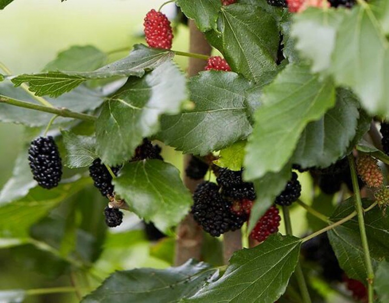 Moruša ´Mojo Berry´