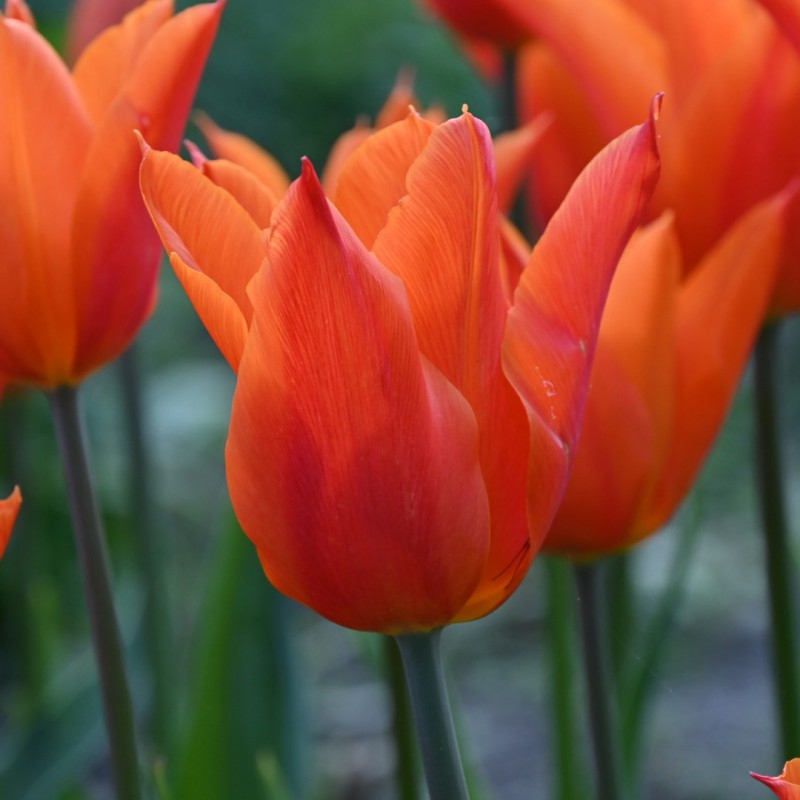 Tulipán ľaliokvetý ´Ballerina´