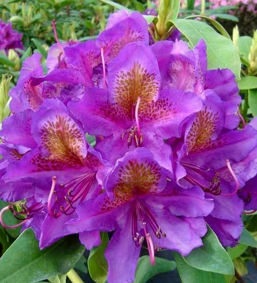 Rododendrón ´Marcel Menard´