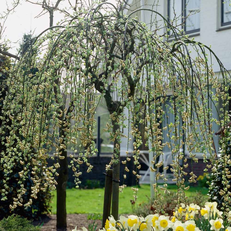 Vŕba vysoká previslá ´Kilmarnock´ na kmienku 80cm