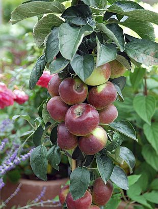 Jabloň stĺpová ´Cumulus´ zimná, podp. MM106, voľnok.