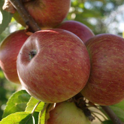 Jabloň stĺpová ´Herald´ zimná, podp. MM106, voľnok.