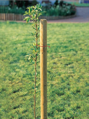 Oporný kôl s hrotom priemer  5cm - výška 250cm