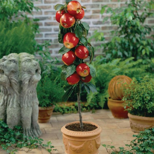 Jabloň stĺpová "Waltz" jesenná, podp. MM106, kont. 5l