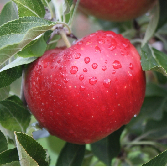 Jabloň "Idared" zimná, podp. MM106, kont. 5l