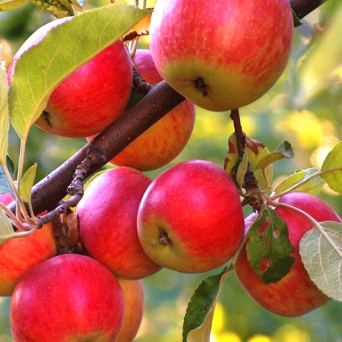 Jabloň "Rubinola" zimná, podpn. A2, voľnok.
