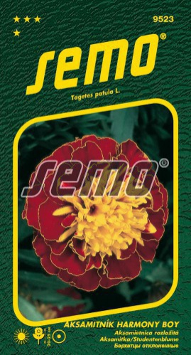 Semo Aksamietnica rozložitá ´Harmony Boy´