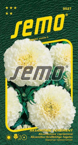 Semo Aksamietnica vzpriamená ´Kilimanjaro White´