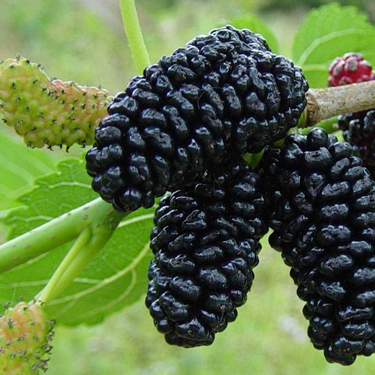 Moruša čierna, kont. 5l