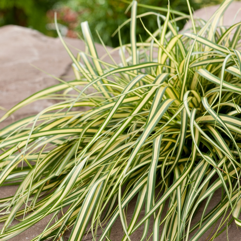 Ostrica ošimenská ´Evergold´