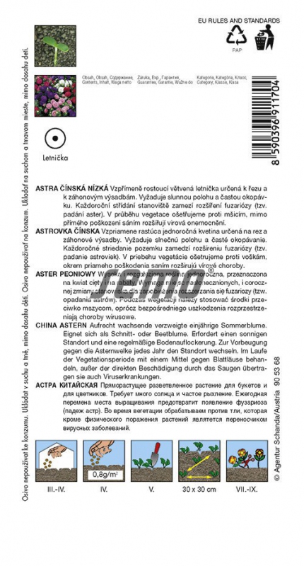 Semo  Astra čínska ´Colour Carpet Zmes´