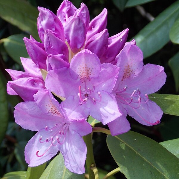 Rododendrón ´Catawbiense Grandiflorum´