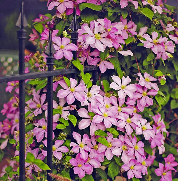 Plamienok ´Comtesse de Bouchaud´