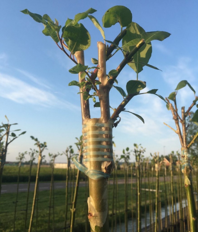 Štepárska gumička 240x8mm