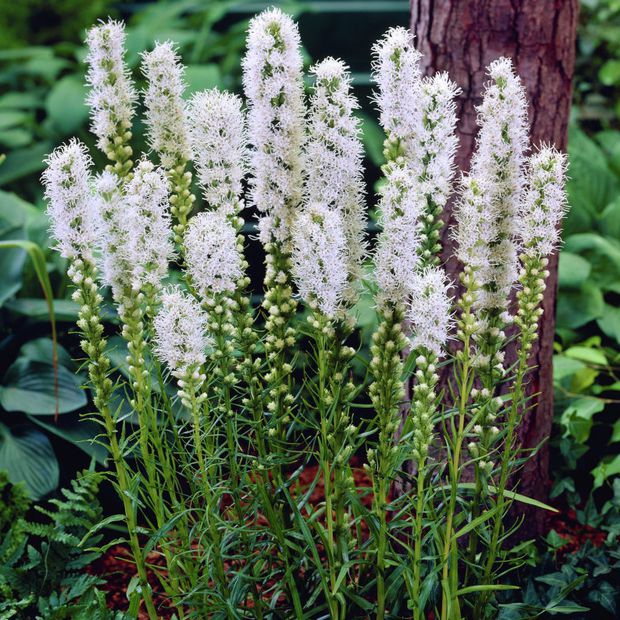 Liatra  ’Floristan White’