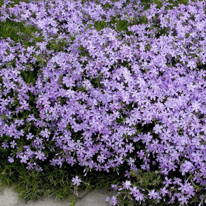 Flox šidlolistý ´Emerald Cushion Blue´