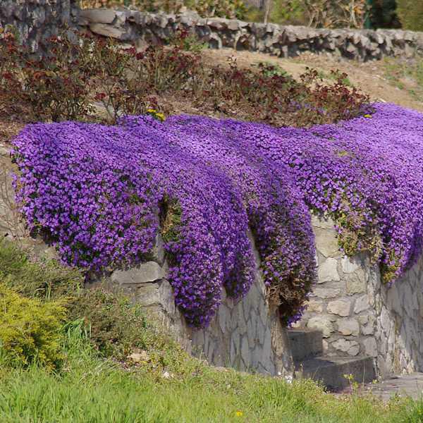 Tarička ´Audrey  Blue Shades´