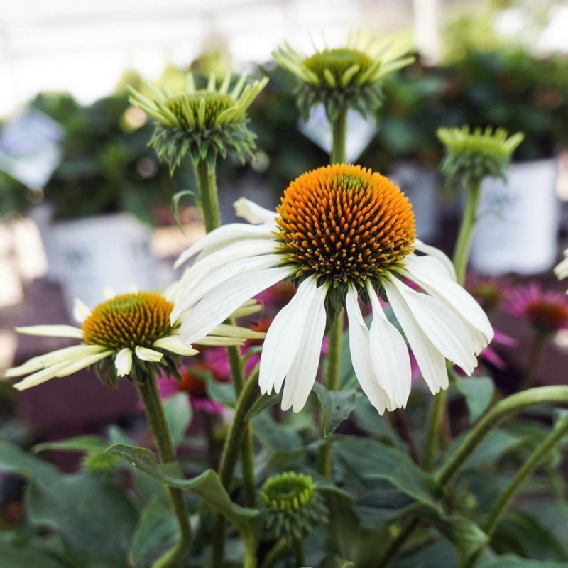 Echinacea ´Alba´