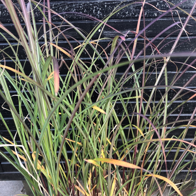 Ozdobnica čínska ´Serengeti´