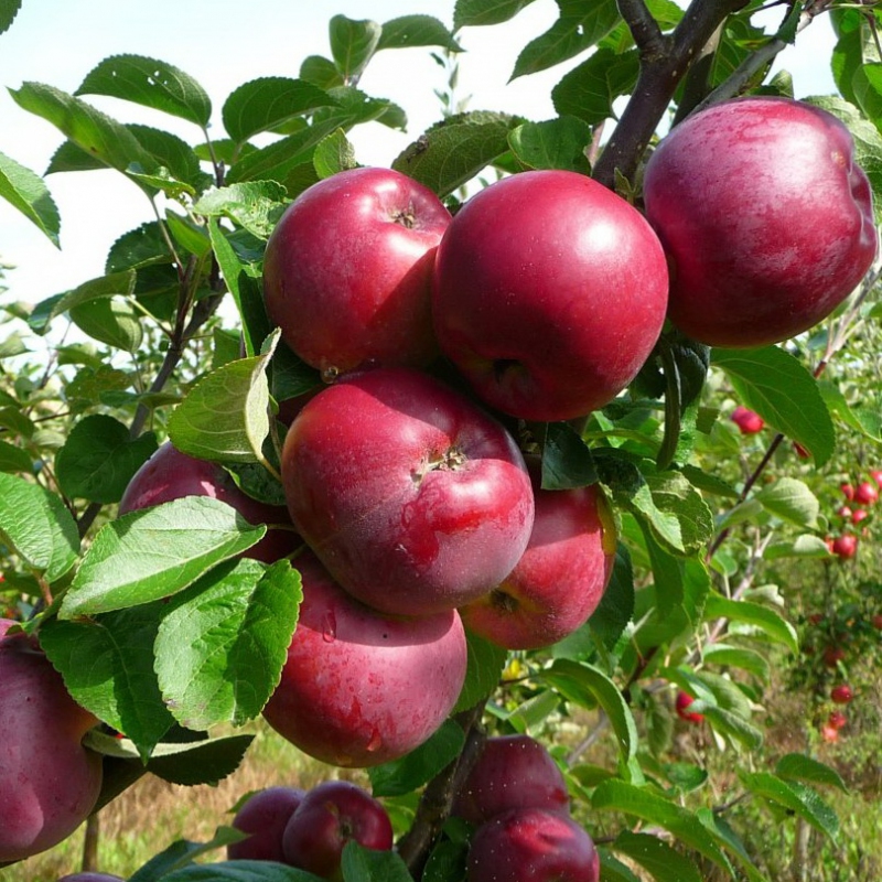 Jabloň ´Spartan´ 5l