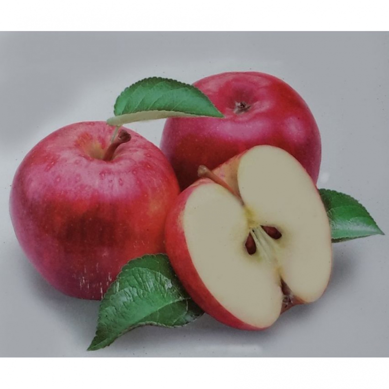 Jabloň ´Discovery´ letná, podp. MM106, kont. 5l