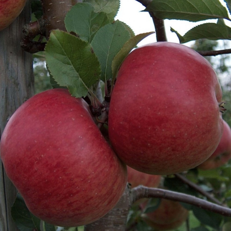 Jabloň ´Topaz´ 5l