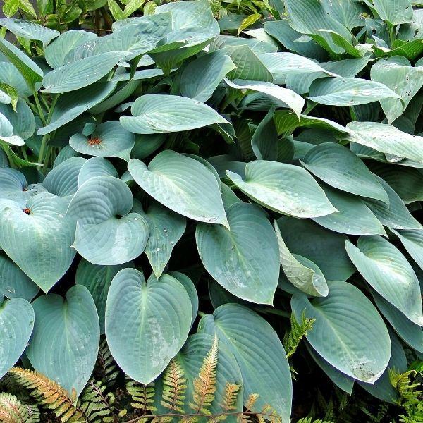 Hosta  ´Blue Cadet´