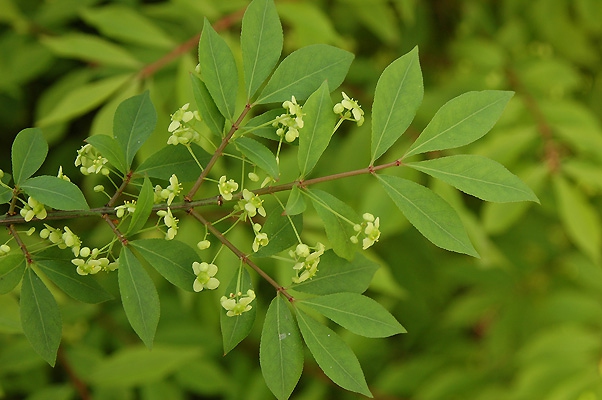 Bršlen krídlatý 40 - 50cm