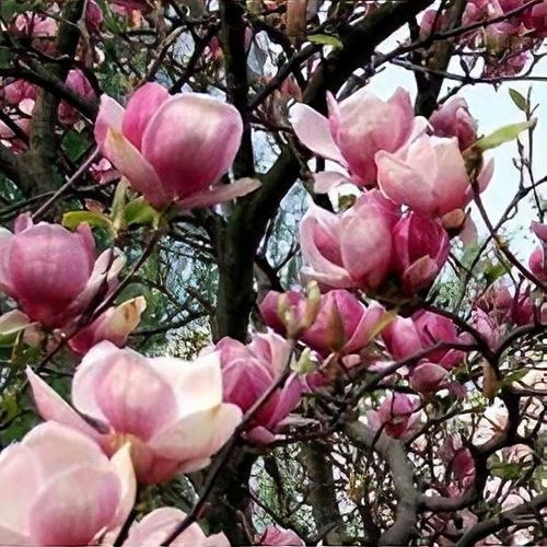 Magnólia ´Satisfaction´