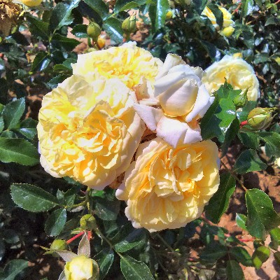 Ruža stromčeková previslá ´Solemio´