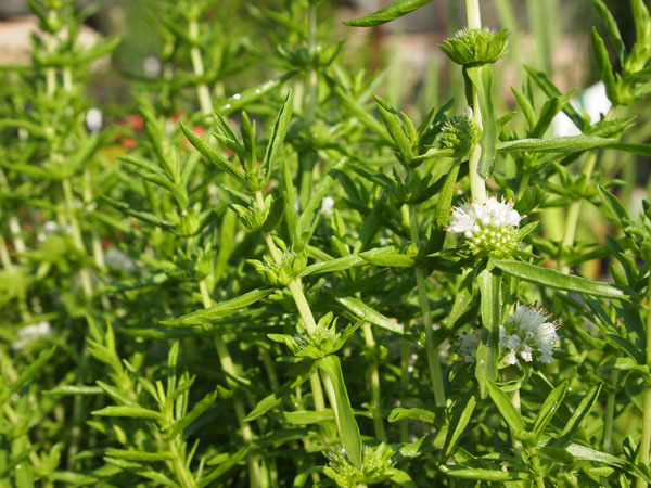 Mäta klasnatá ´Alba´