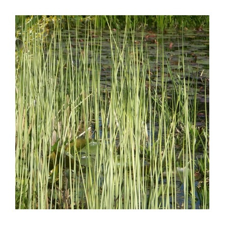 Škripinec jazerný ´Albescens´