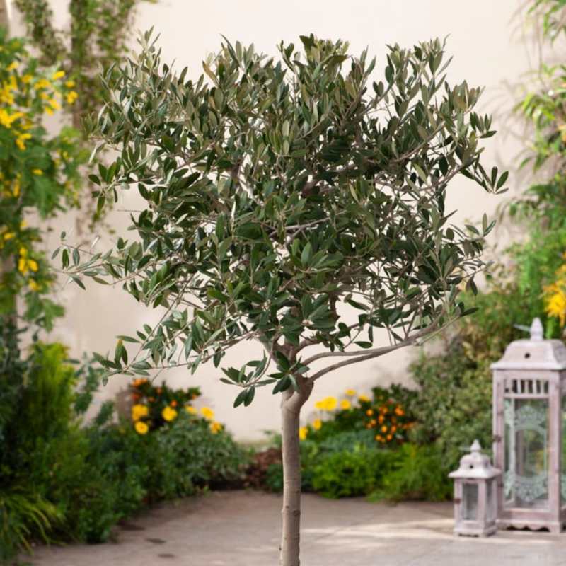 Olivovník európsky