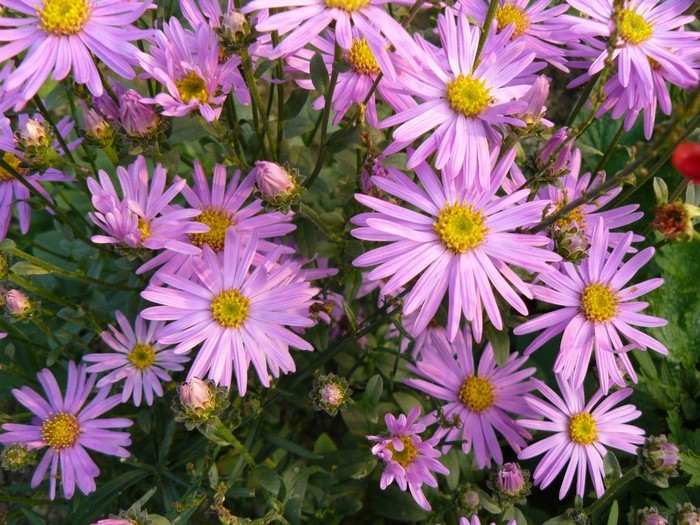 Chryzantéma ´Clara Curtis´