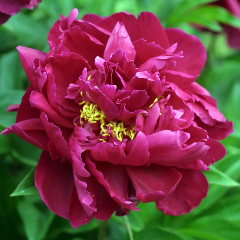 Pivonka čínska ´Karl Rosenfield’´