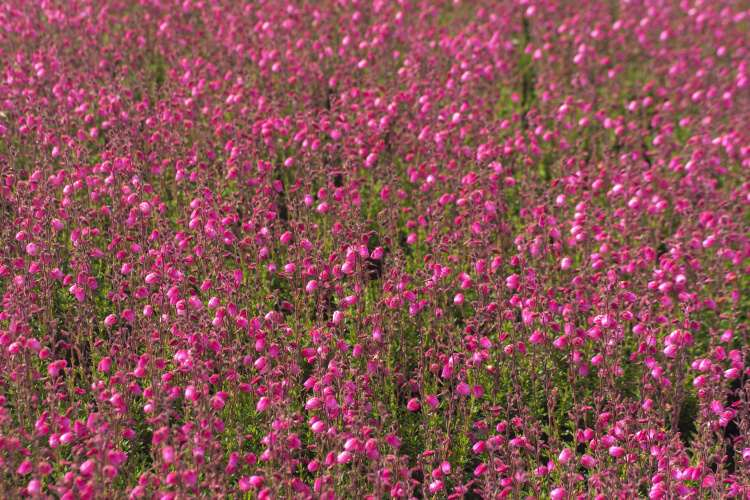 Írsky vres ´Andrea´