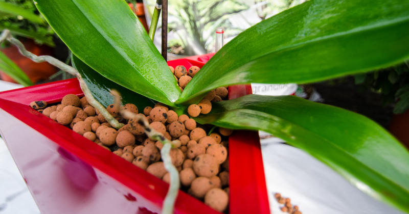 Keramzit 8 - 16mm 50l