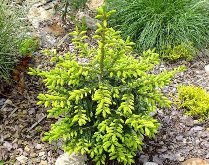 Smrek východný ´Golden Start´