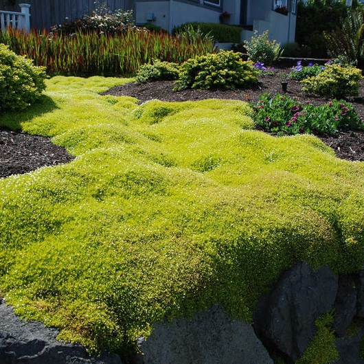 Machovička šidlovitá ´Supreme´