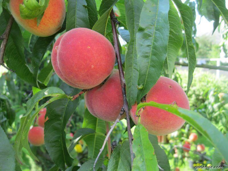 Broskyňa ´Champion´ stredne skorá, podpn. GF677, voľnok.