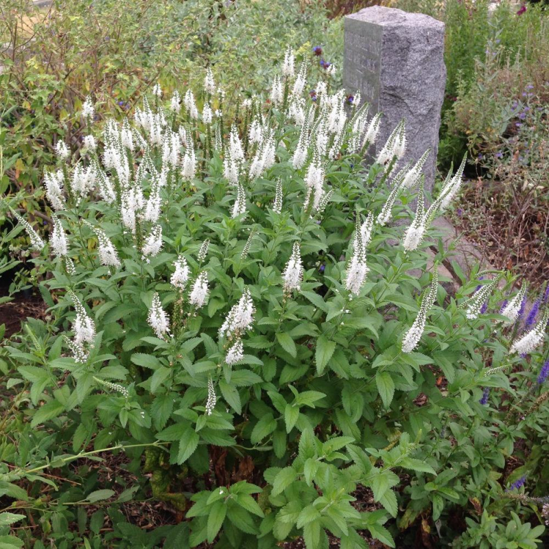 Veronika klasnatá ´Icicle´