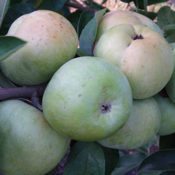 Jabloň ´Priesvitná letná´,  podpn. M9, voľnok.