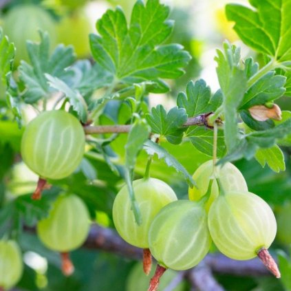 Egreš ´Hinnonmaki Green´ stromčekový, kont. 2l