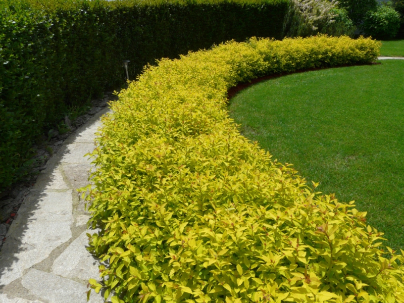 Tavoľník japonský  ’Golden Princess’