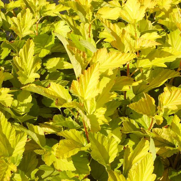 Tavoľa kalinolistá Dart´s Gold