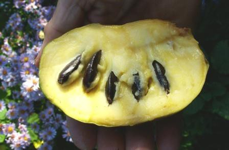 Asimina trojlaločná ´Prima 1216´ - Banán Severu