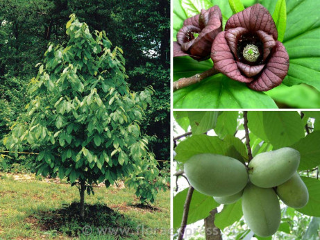 Asimina trojlaločná ´Mary Foos Johnson´ - Banán Severu