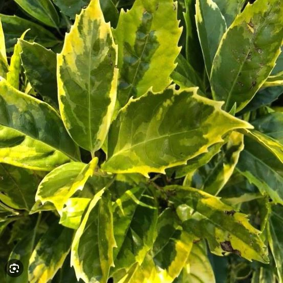 Aukuba japonská ´Sulphurea Marginata´